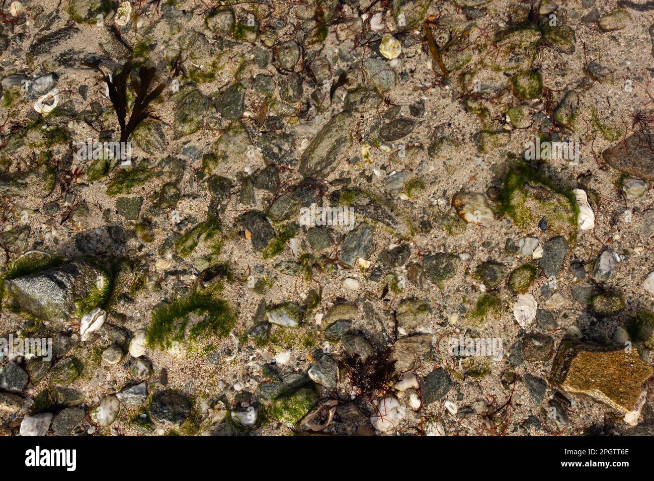 Vista subacquea delle rocce dei molluschi e delle alghe sulla costa. Foto Stock