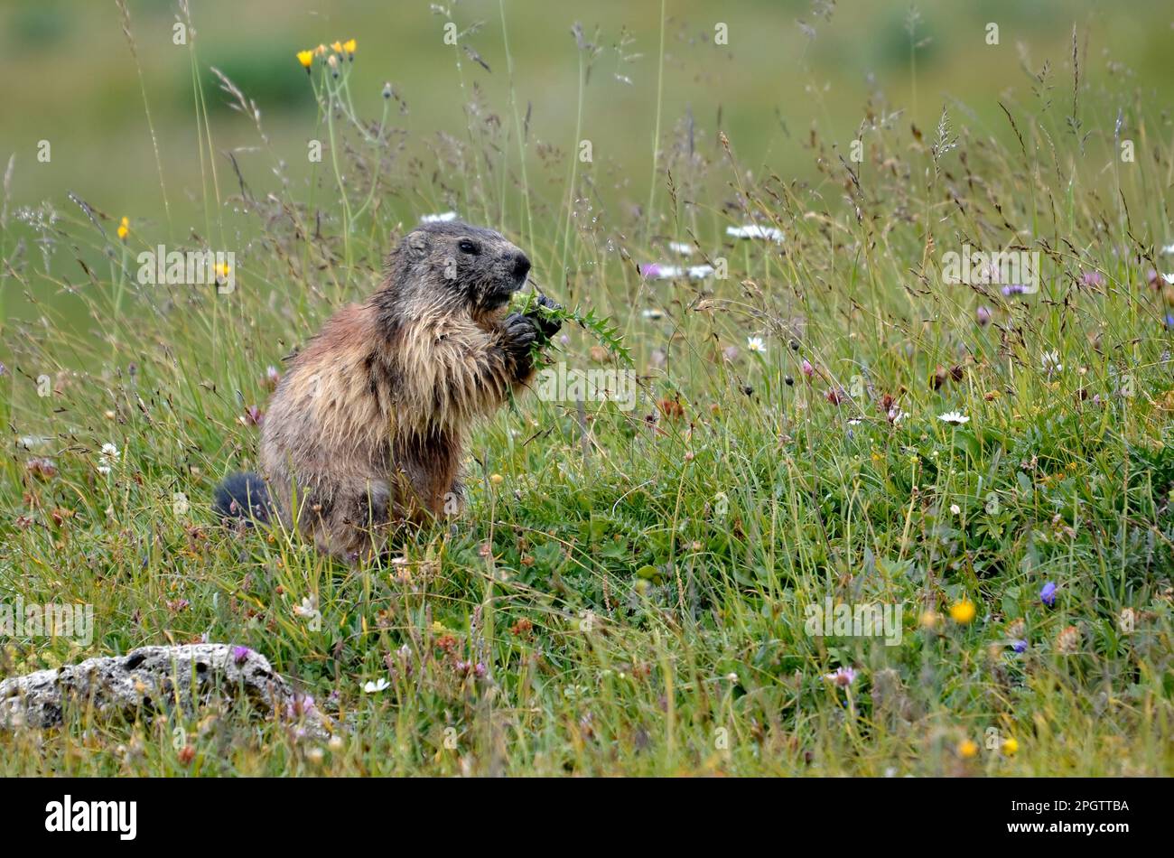 Marmota alpina (Marmota marmota) impianto di alimentazione nelle Alpi francesi, dipartimento della Savoia a la Plagne Foto Stock