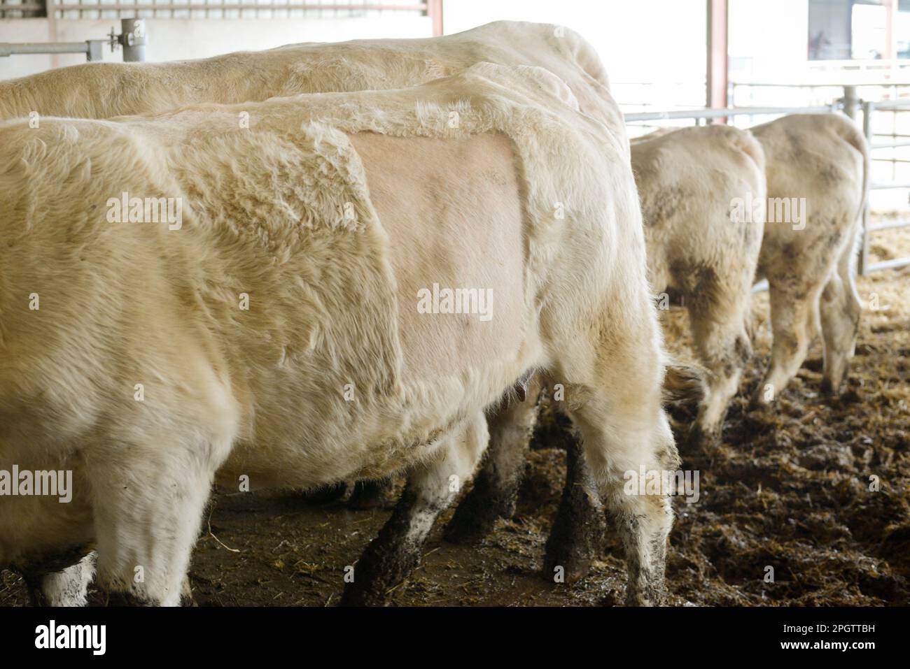 Particolare della crescita dei capelli di una vacca bianca Charolais dopo la tranciatura a seguito di una sezione cesarea Foto Stock