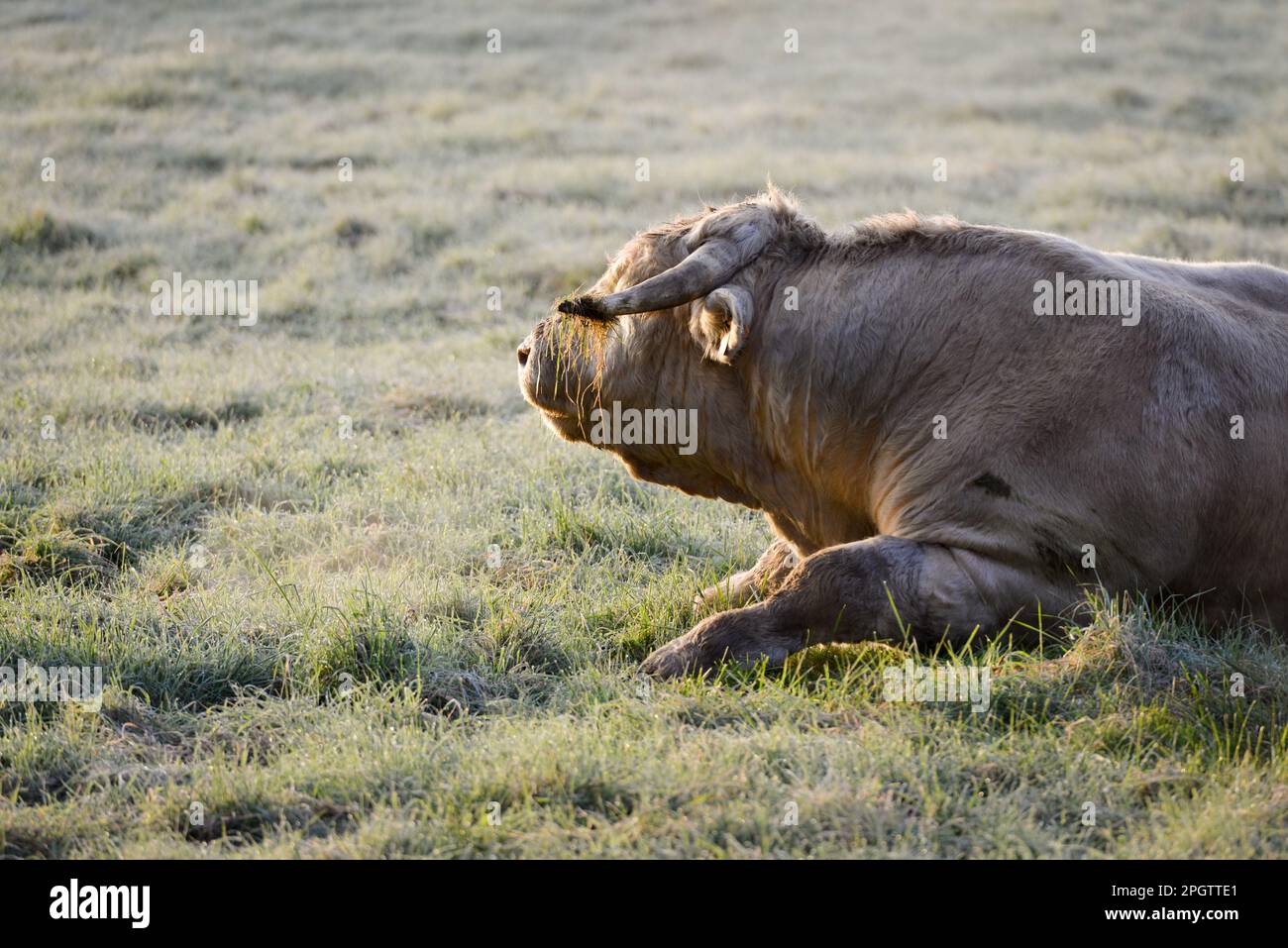 toro bianco Charolais, sdraiato in profilo in un prato congelato al mattino Foto Stock