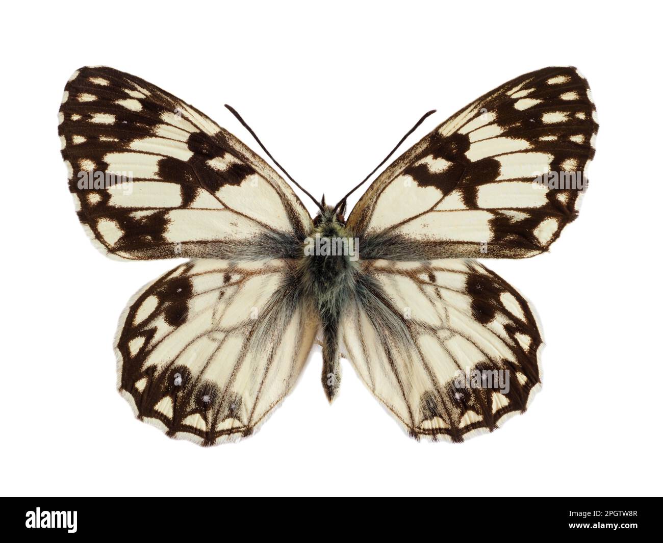 Bianco marmorizzato occidentale (Melanargia occitanica) isolato su fondo bianco.è una specie di farfalla appartenente alla famiglia Nymphalidae. Foto Stock