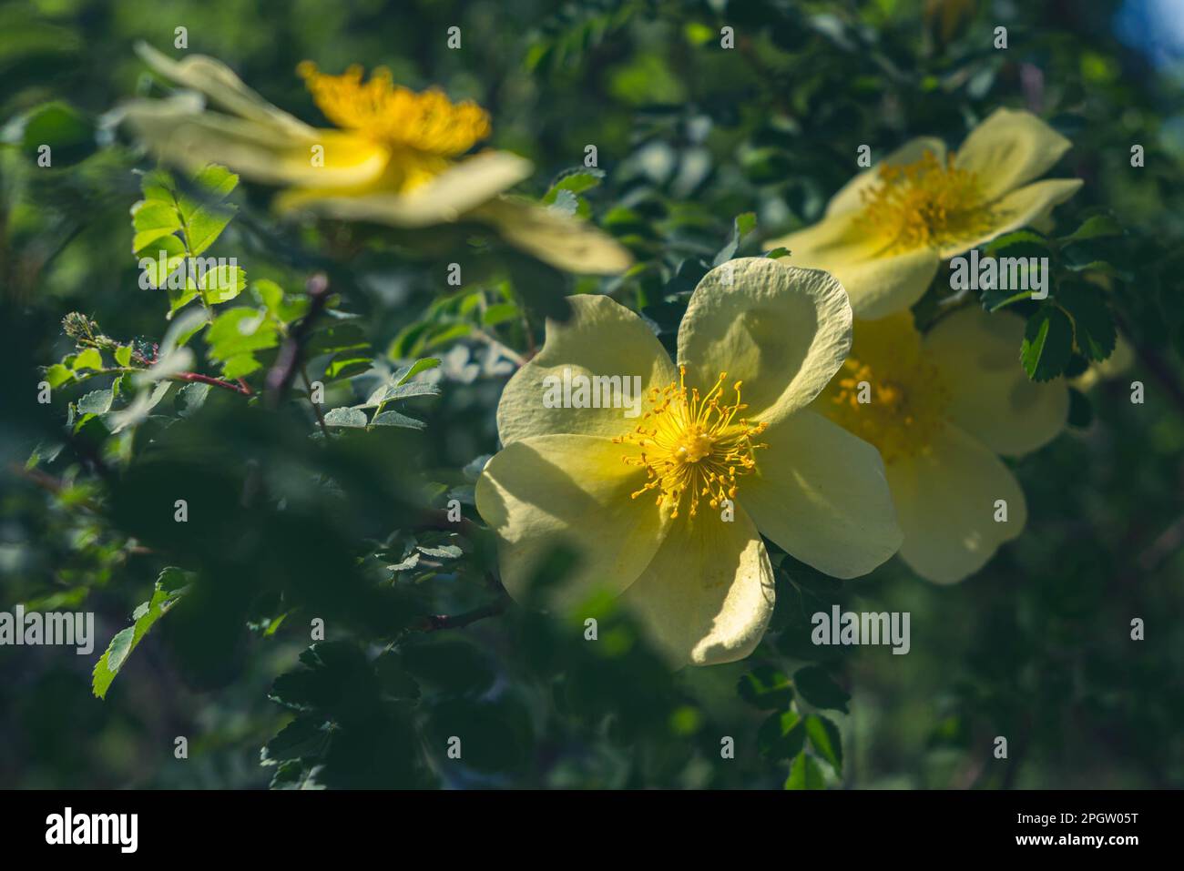 Una vivace esposizione di rosa di cane giallo fiorente nella calda luce del sole Foto Stock