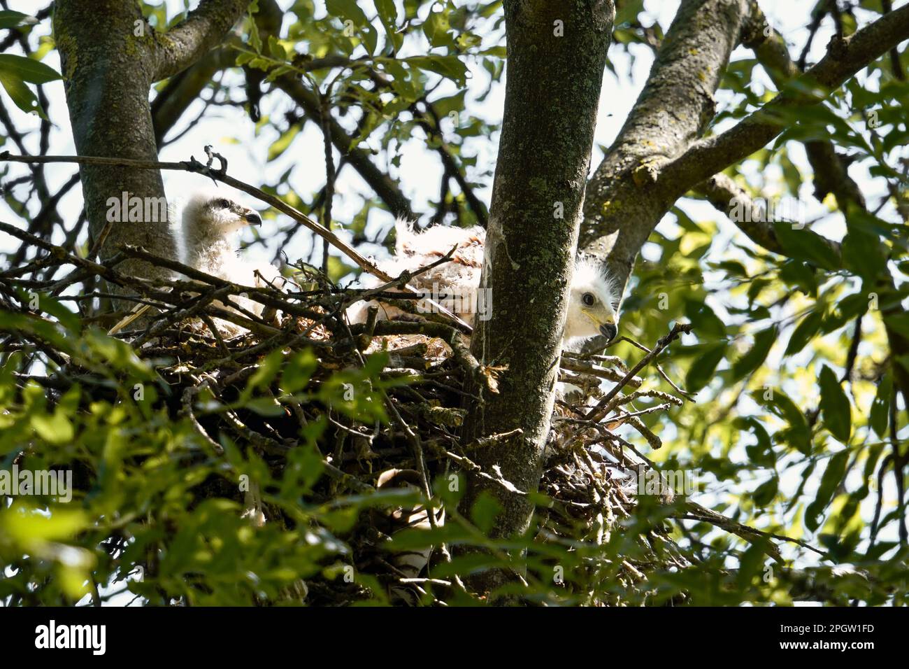 al nido di aquilone rosso... Aquilone rosso ( Milvus milvus ), 2 giovani uccelli, nidificati nel loro nido in cima ad un albero. Foto Stock