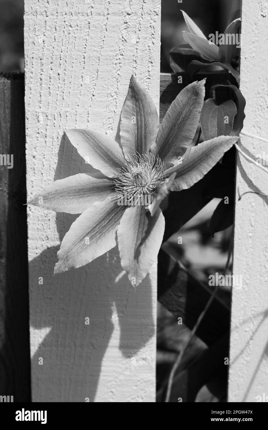 Bella estate fiore margherita che cresce nel prato mattutino in bianco e nero. Foto Stock