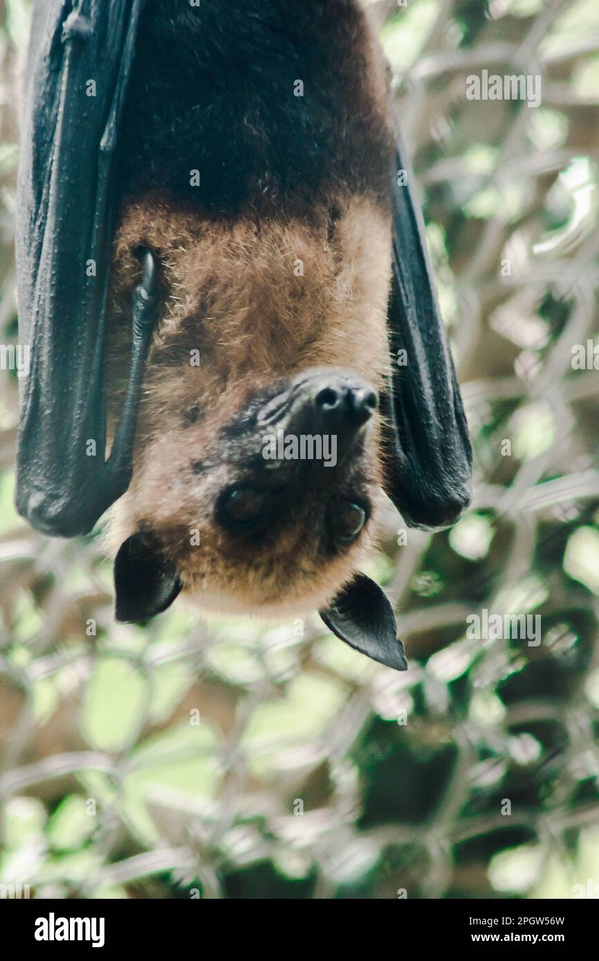 Lyles volata volpe appesa capovolta in una gabbia dello zoo la volpe volante è un grande pipistrello e come un mammifero considerato volare Foto Stock