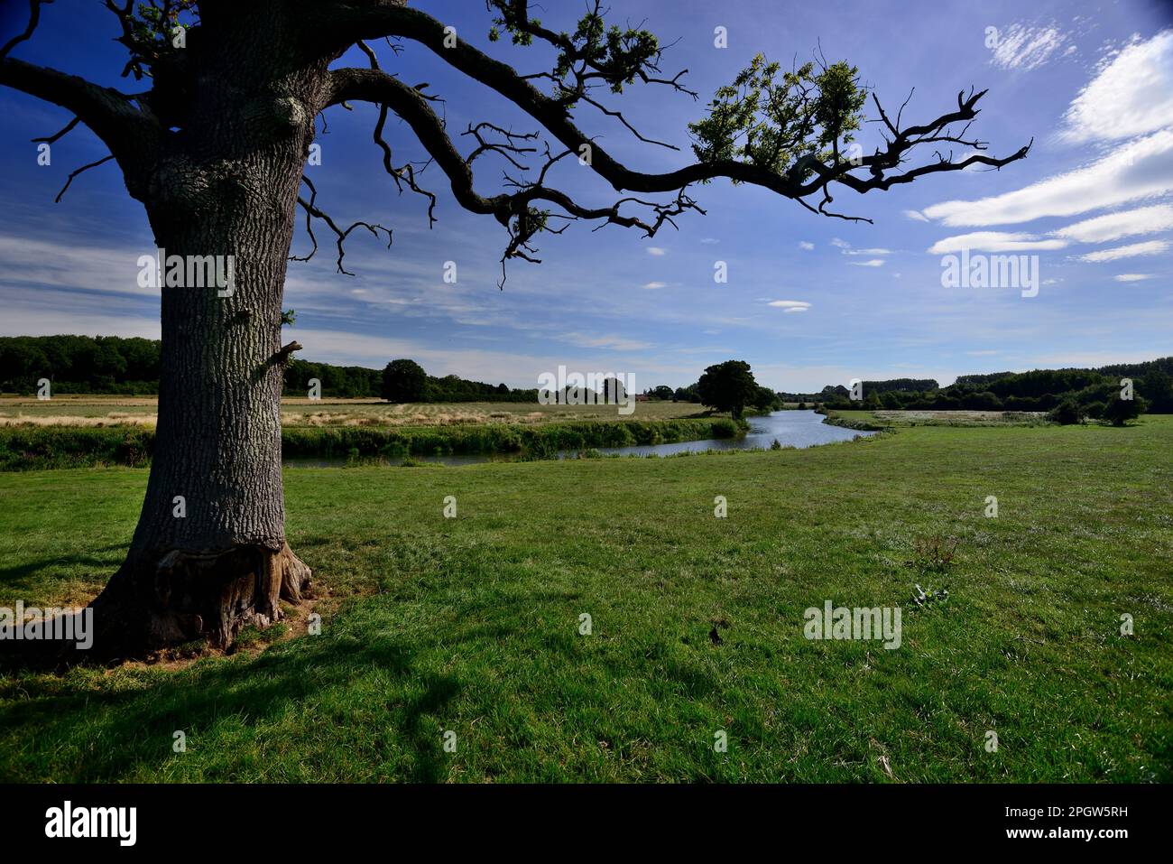 Riverside Tree sulla riva del fiume Avon vicino a Bradford-on-Avon, Wiltshire. Foto Stock