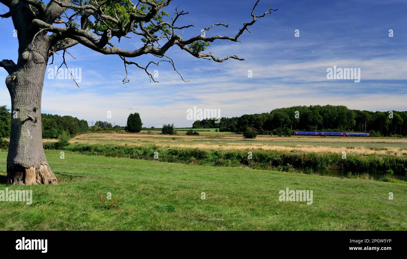 Riverside Tree sulla riva del fiume Avon vicino a Bradford-on-Avon, Wiltshire, con un treno diretto Westbury sullo sfondo. Foto Stock