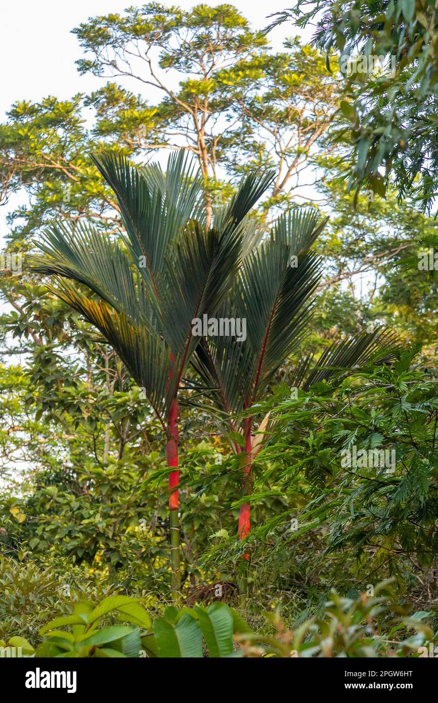 Parco Nazionale di Tortuguero, Costa Rica - palma di Lipstick (Cyrtostachys renda) che crescono nella foresta pluviale costiera. Foto Stock