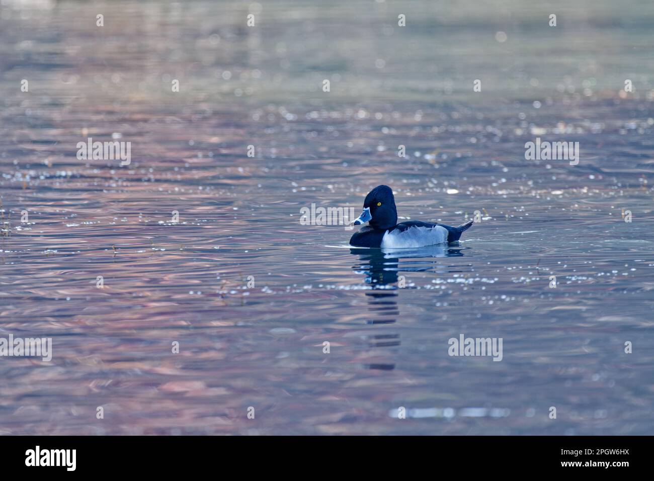 Vista da vicino di un'anatra maschio adulta a collo d'anello che nuota in un lago da solo in inverno Foto Stock