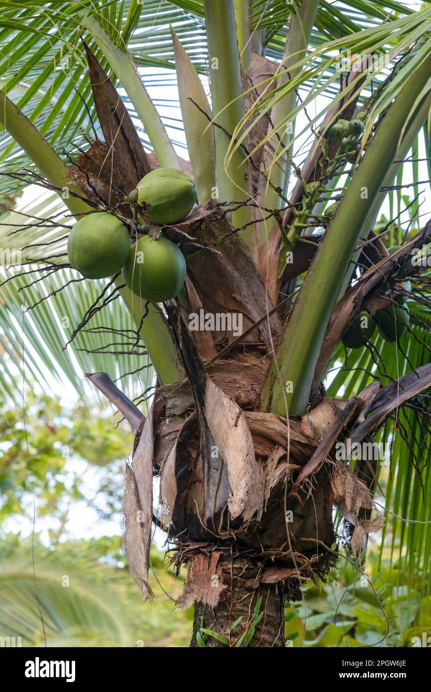 Parco Nazionale di Tortuguero, Costa Rica - Una palma di cocco (Cocos nucifera) che cresce nella foresta pluviale costiera. Foto Stock
