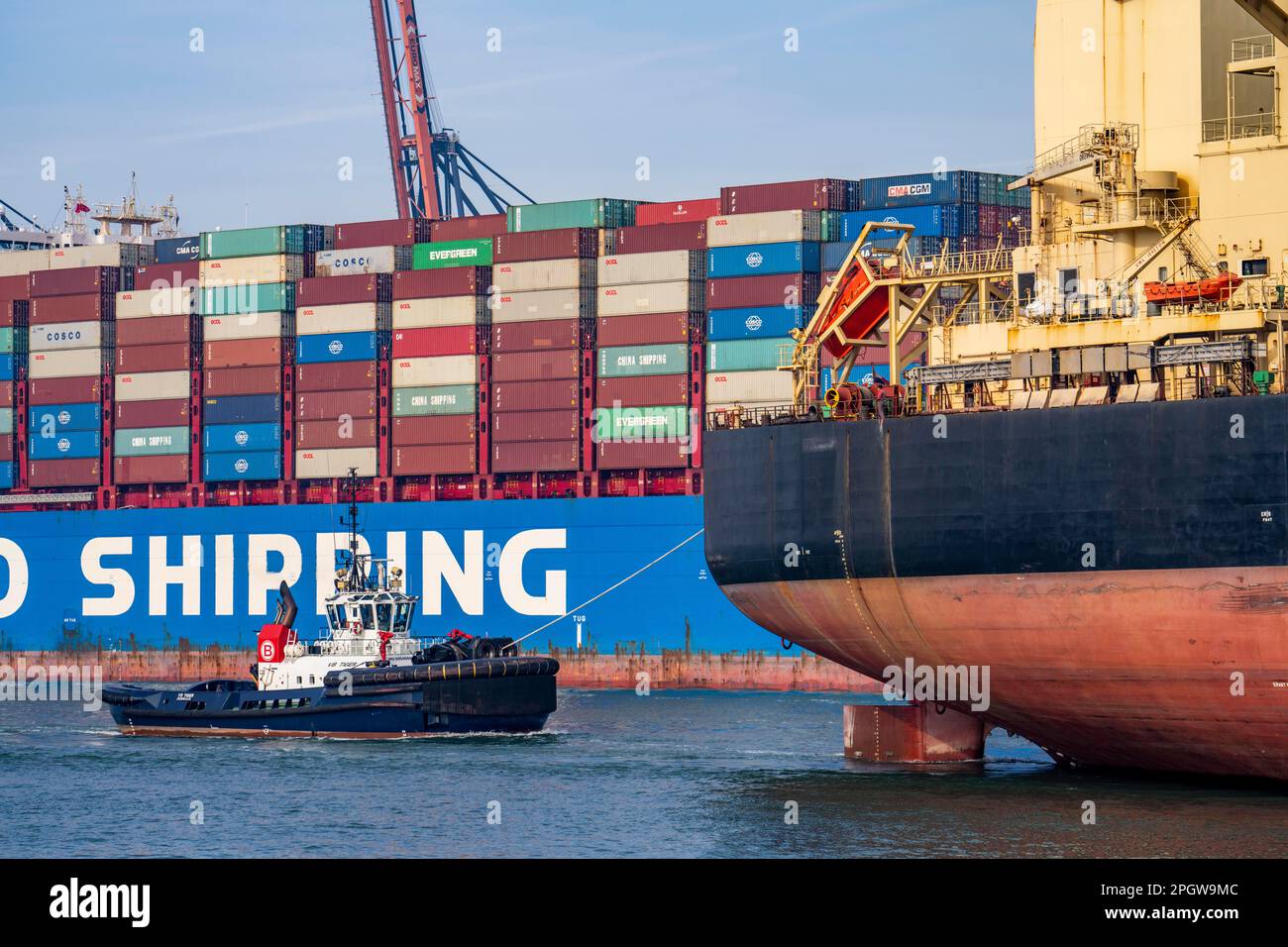 I rimorchiatori portano il container merci Cosco Shipping Leo al suo ormeggio a Hutchison Ports ECT Euromax, sul Yangtzekanaal su Maasvlakte 2, bulk Foto Stock