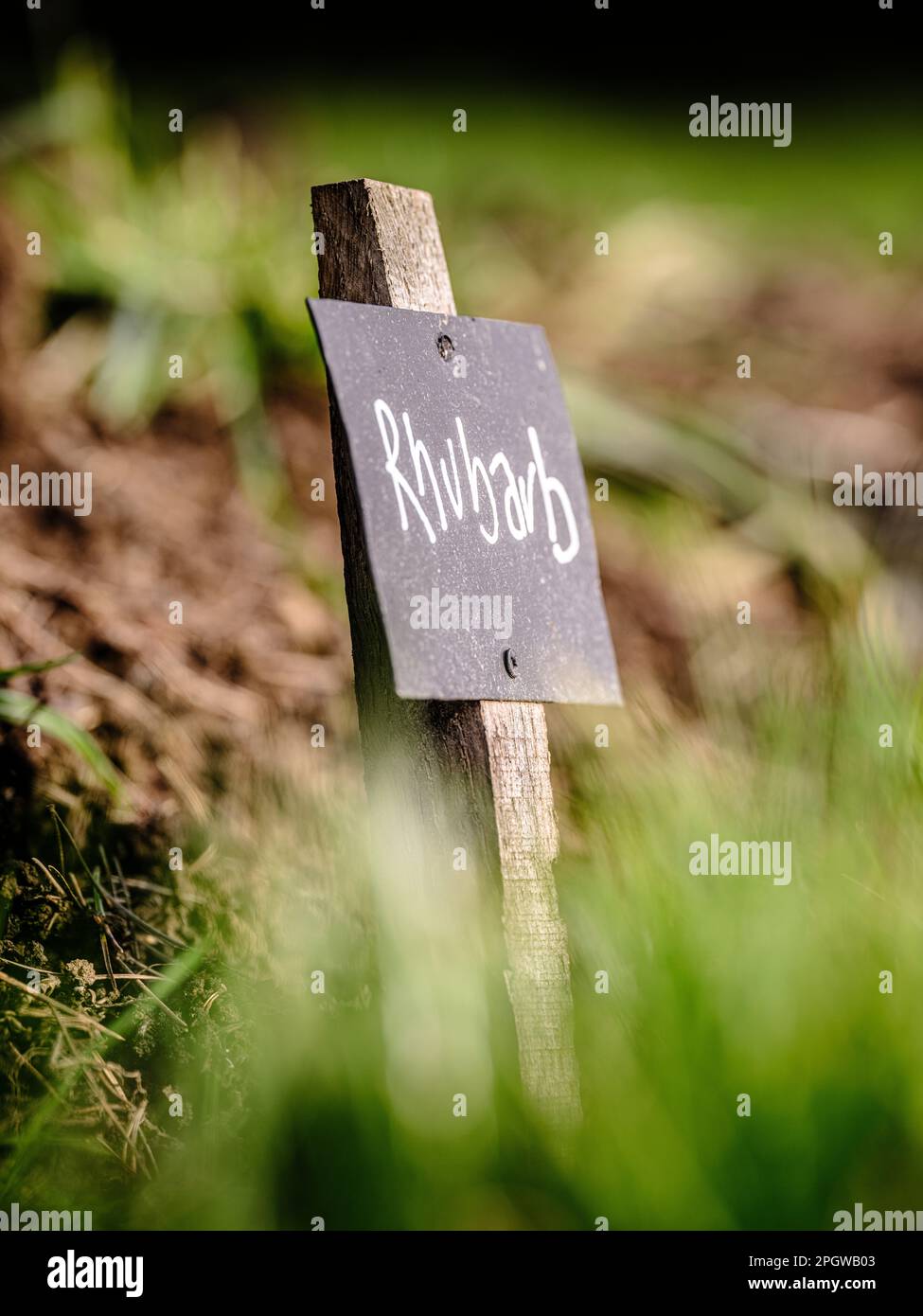 Crescere la vostra propria vena ed erbe - etichette scritte in gesso su etichette nere per rabarbaro in un giardino di assegnazione del Regno Unito. Foto Stock