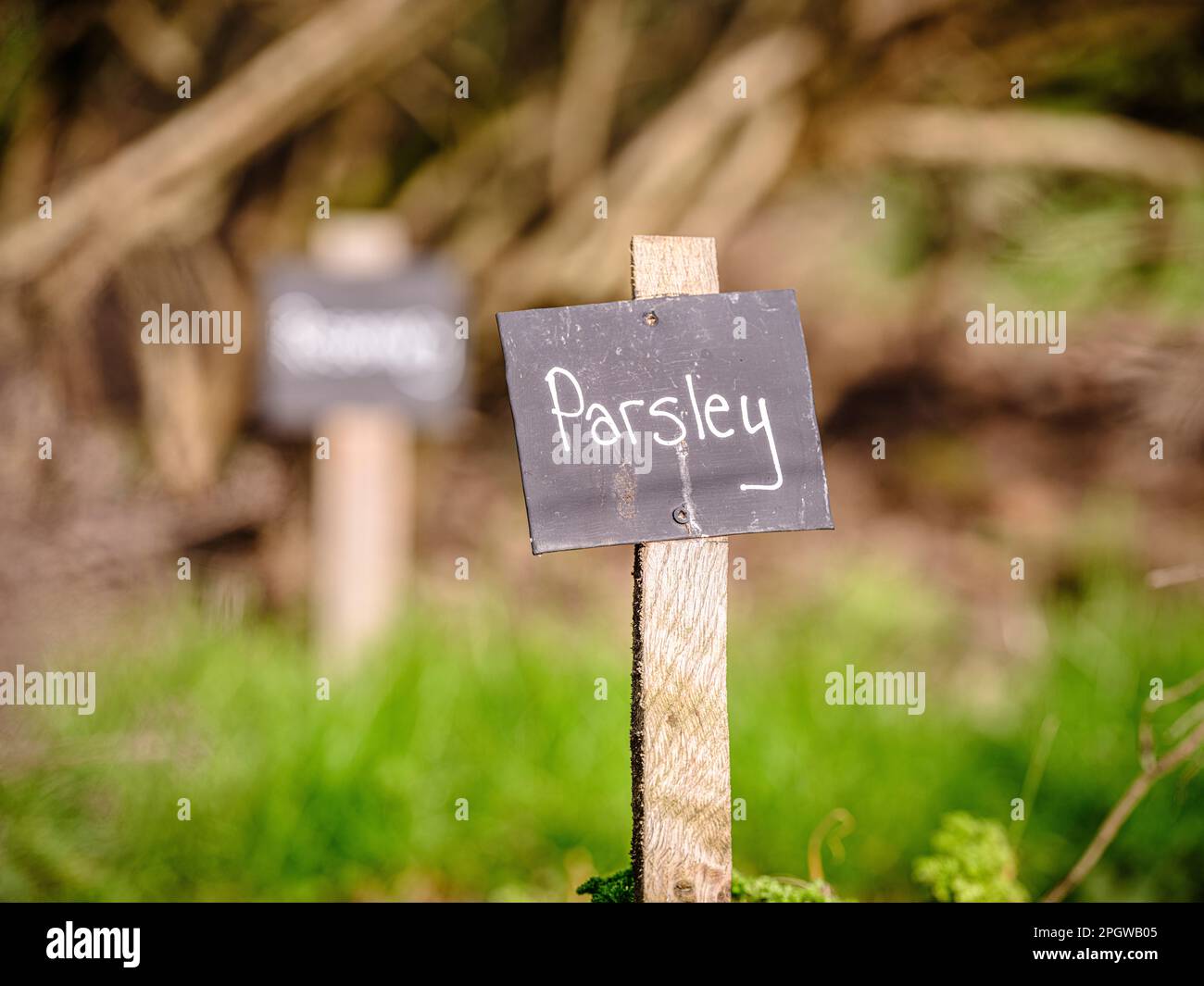 Crescere la vostra propria vena ed erbe - etichetta scritta in gesso su etichette nere per il prezzemolo in un giardino di assegnazione del Regno Unito. Foto Stock