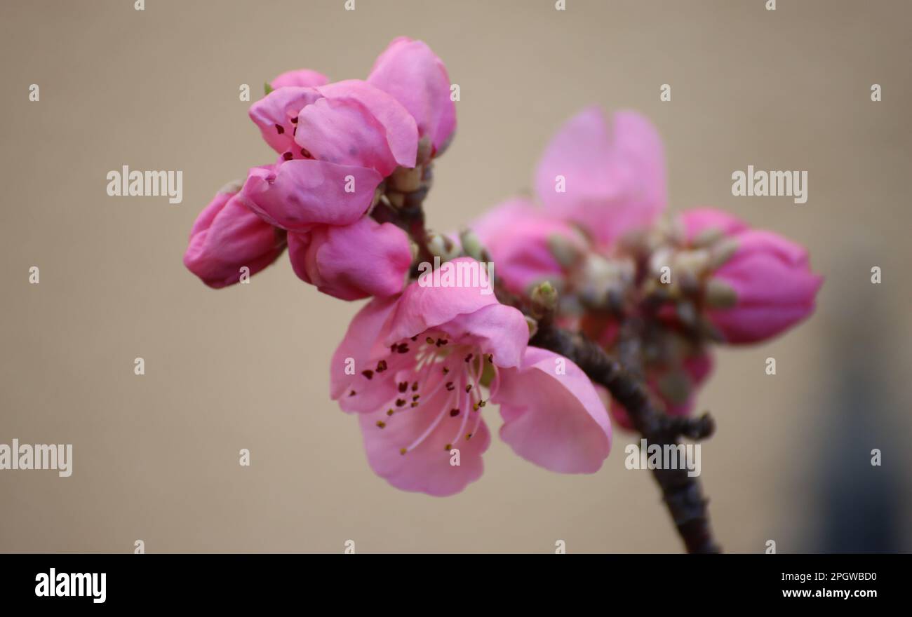 Fiore rosa nettarina fioritura nel mese di marzo Foto Stock