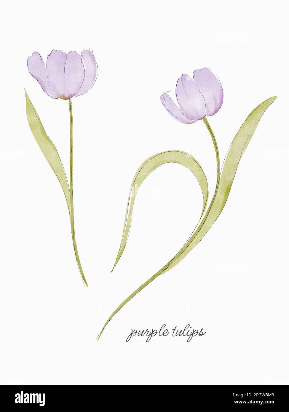 Acquerello dipinto a mano Tulipani viola in stile sciolto, isolati su sfondo bianco. Elementi floreali moderni. Foto Stock