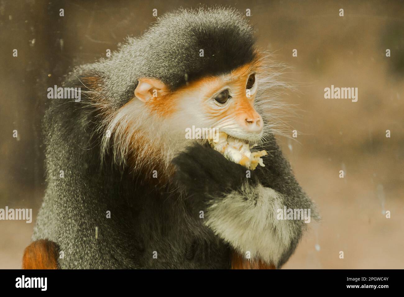 Douc Langur, di colore rosso, sta volgendo lo sguardo. Il Douc-shanked rosso ha un colore molto accattivante. È considerato il lemuri più bello della w Foto Stock