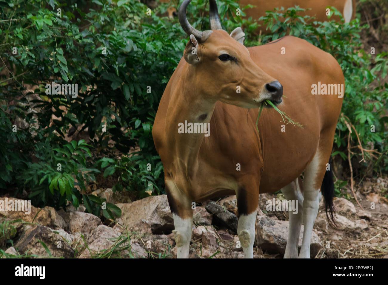 Banteng stava mangiando un'erba giovane, un leaf.Banteng giovane del bambù è un tipo di bestiame selvaggio. Modellato come una vacca domestica le caratteristiche principali che si diffondono Foto Stock