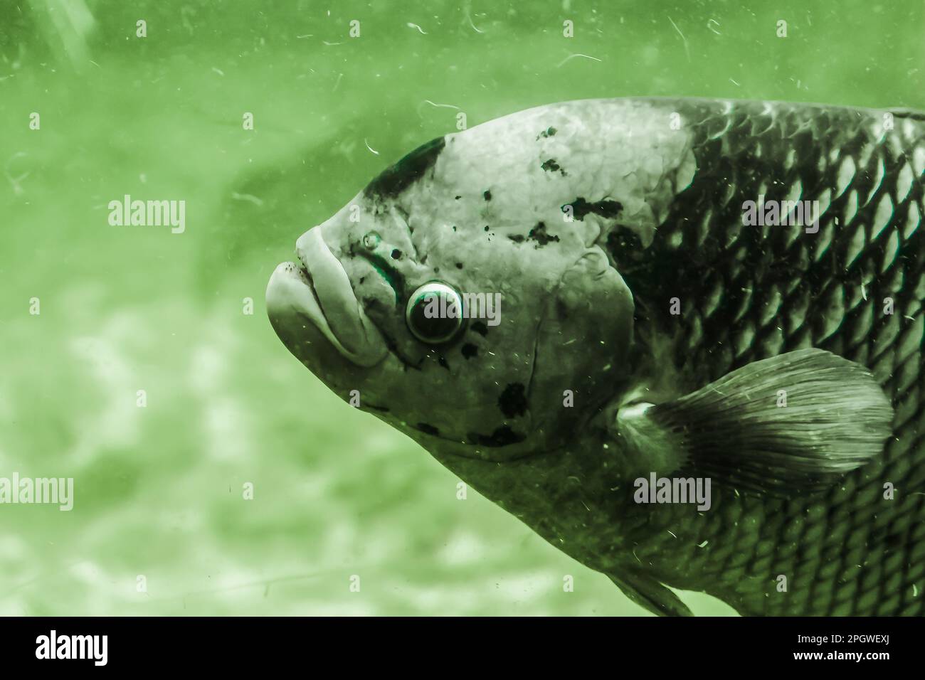 Il Gourami gigante nuota lentamente in acqua. Il Gourami gigante è il più grande dei cichlidi. Le scale sono grandi, con la testa piccola Foto Stock