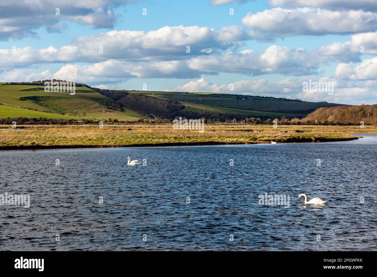 Cigni nuotano nel fiume Cuckmere, in una giornata di sole a marzo Foto Stock