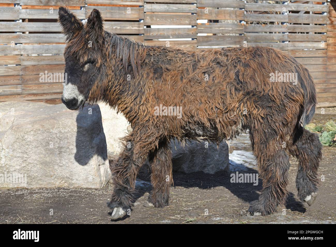 Baudet du Poitou (Equus asinus), chiamato anche Poitevin o Poitou asino, razza francese di asino. È una delle razze più grandi Foto Stock