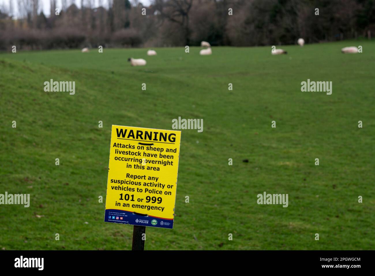 Attacchi contro il segnale di avvertimento di pecora, Warwickshire, Inghilterra, Regno Unito Foto Stock
