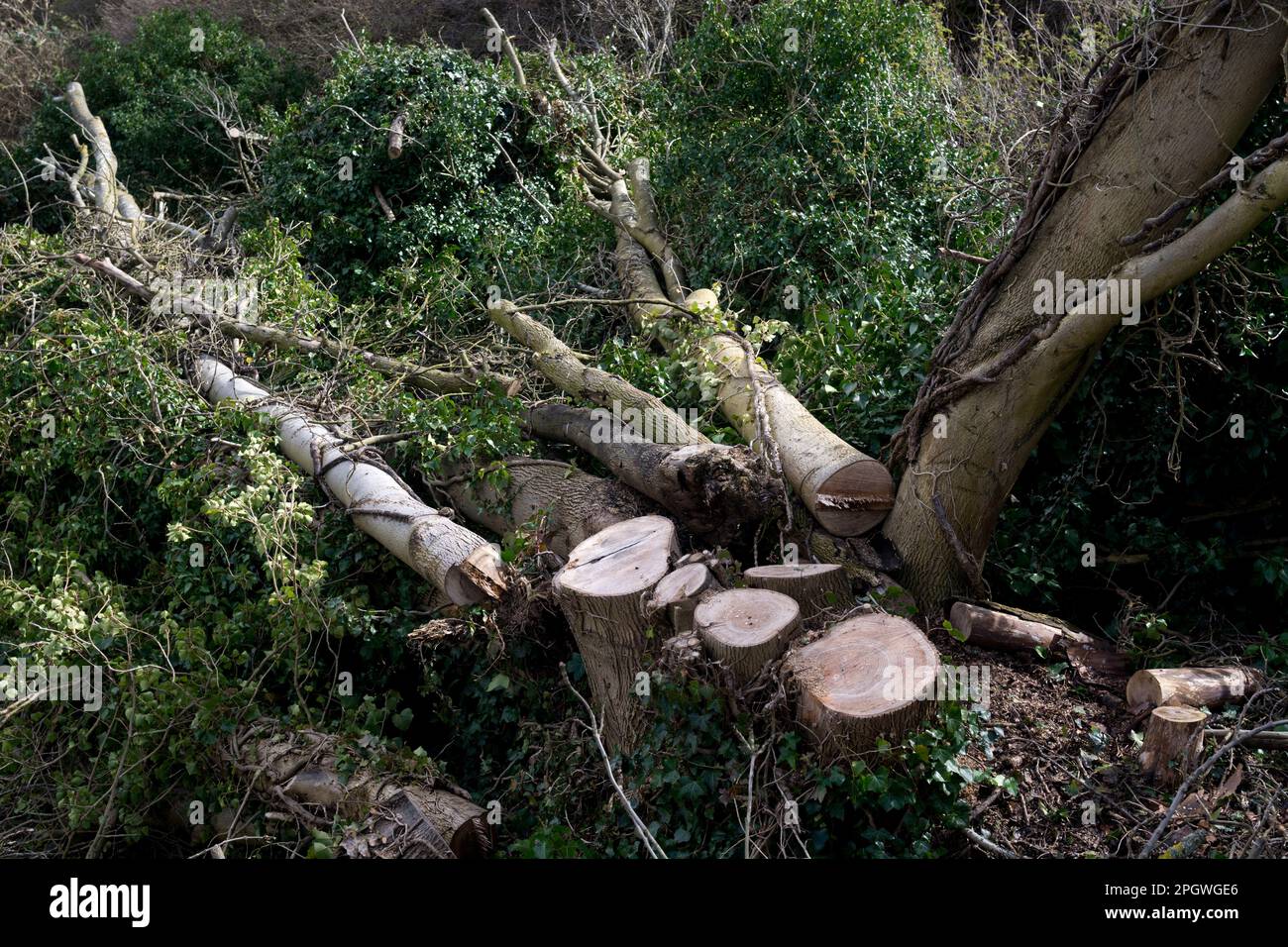 Tagliare l'albero di Ash lungo una linea ferroviaria, Warwickshire, Inghilterra, Regno Unito Foto Stock