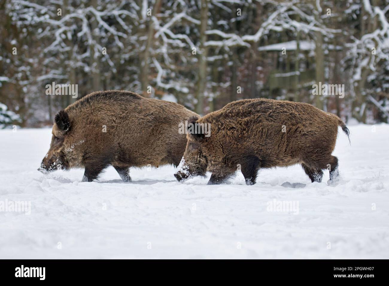 Due cinghiali (Sus scrofa) maschio / cinghiale e femmina / scrofa foraggio in foresta nella neve in inverno Foto Stock