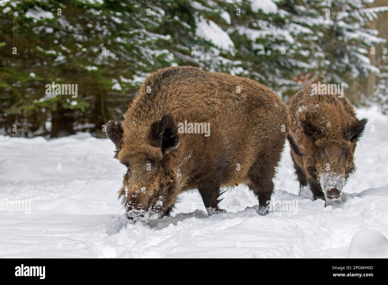 Due cinghiali (Sus scrofa) maschio / cinghiale e femmina / scrofa foraggio in foresta nella neve in inverno Foto Stock