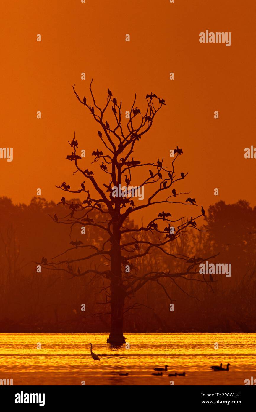 Colonia di grandi cormorani (Phalacrocorax carbo) arroccato in un albero morto in palude / palude sileted contro il cielo arancione tramonto in autunno / autunno Foto Stock