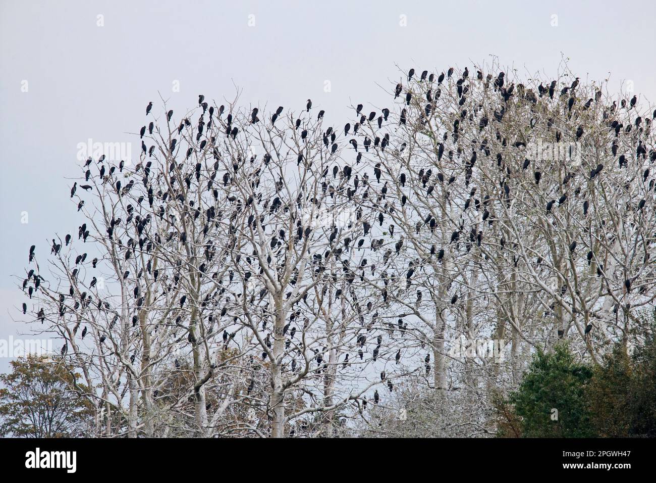 Colonia di cormorani grandi (Phalacrocorax carbo) arroccato in alberi morti in palude / palude in autunno / caduta Foto Stock