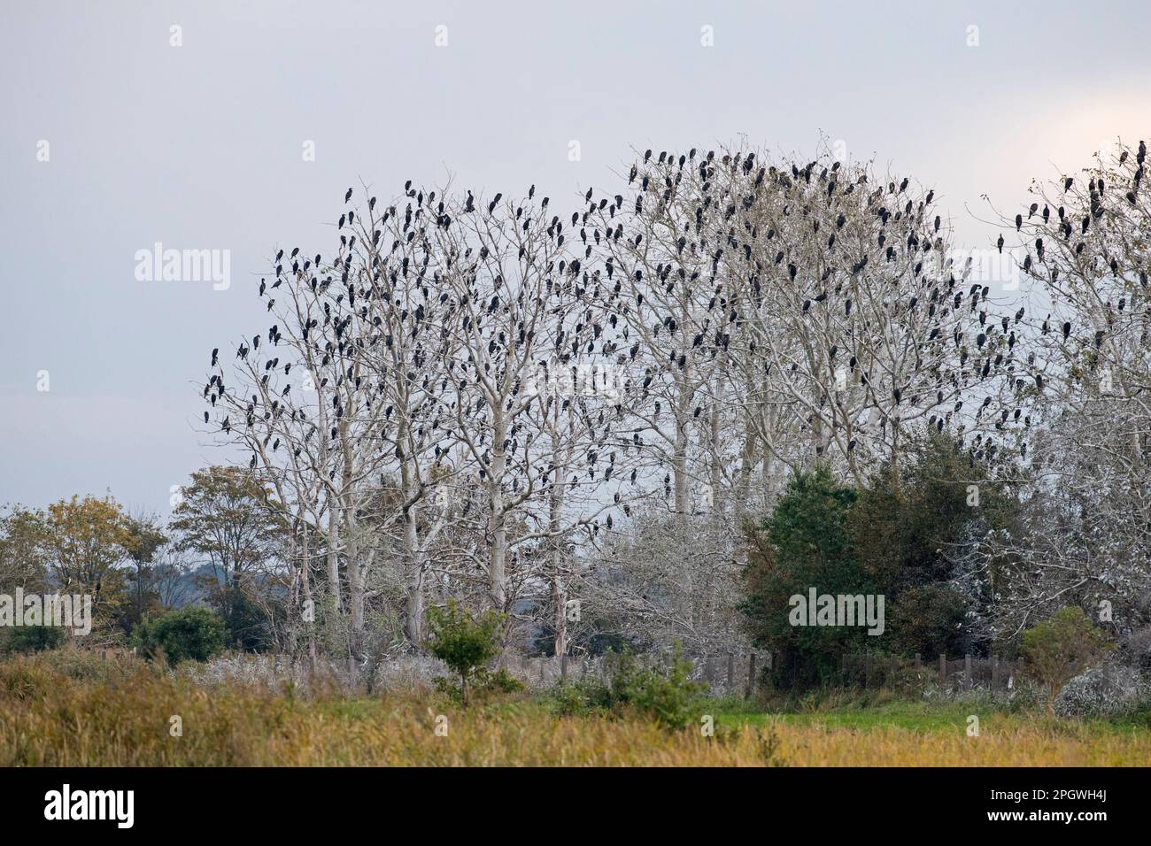 Colonia di cormorani grandi (Phalacrocorax carbo) arroccato in alberi morti in palude / palude in autunno / caduta Foto Stock