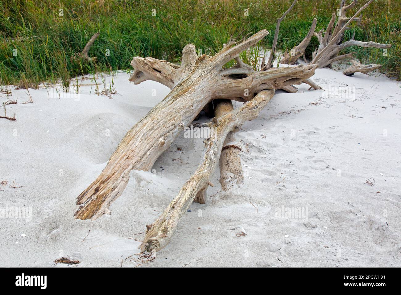Alberi morti / driftwood lavato a riva sulla spiaggia sabbiosa lungo il Mar Baltico presso la zona occidentale Pomerania Laguna NP, Meclemburgo-Vorpommern, Germania Foto Stock