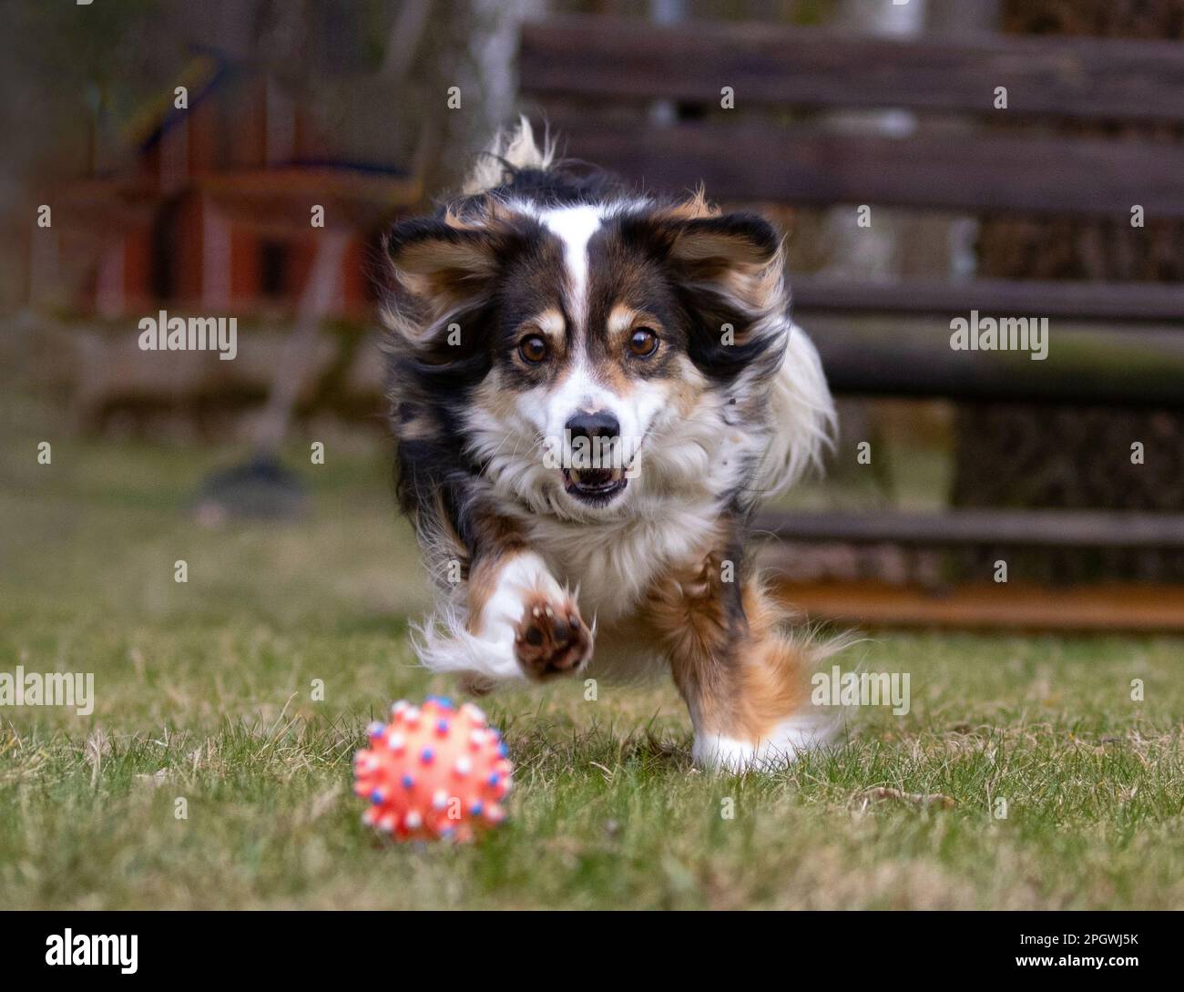 Piccolo cane carino a caccia di una palla. Foto Stock