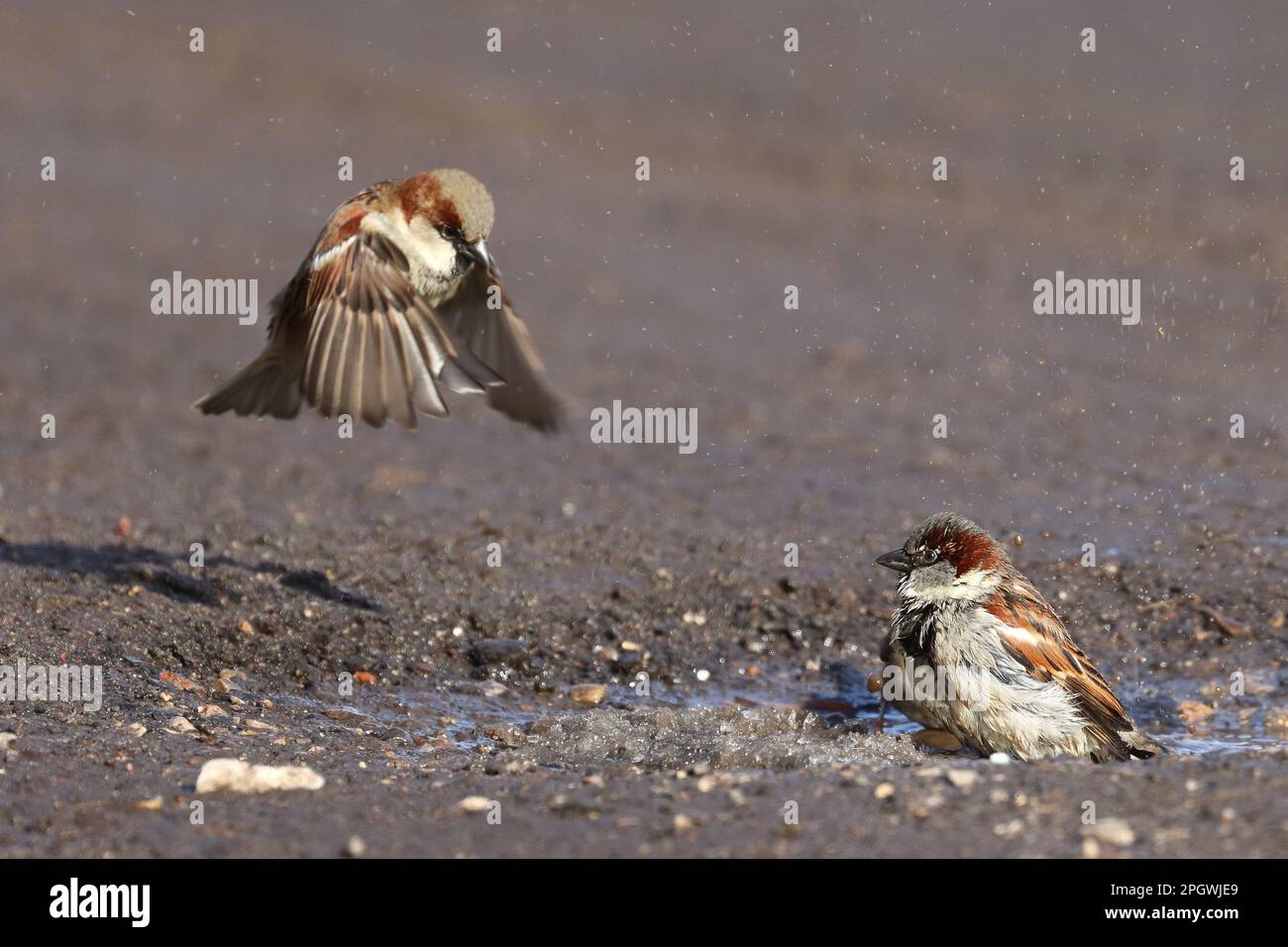 Due passeri stanno gocciolando in una pozza. Uccello in volo. L'uccello sta atterrando. Foto Stock