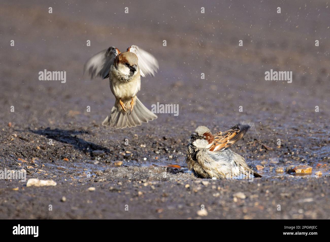 Due passeri stanno gocciolando in una pozza. Uccello in volo. L'uccello sta atterrando. Foto Stock