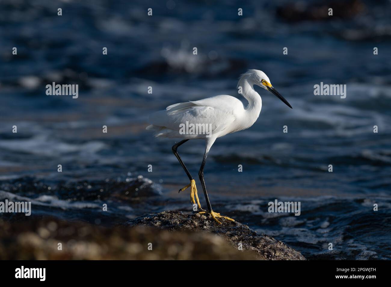 Un grande profilo di Egret Bianco in piedi sul litorale Foto Stock