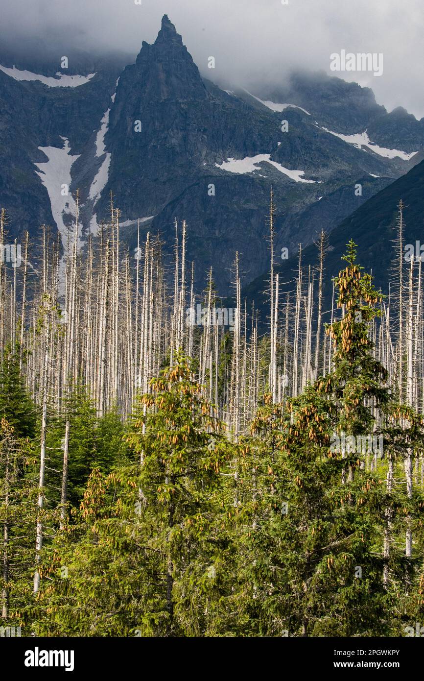 Parco Nazionale di Tatra. Picchi polacchi in estate. Foto Stock