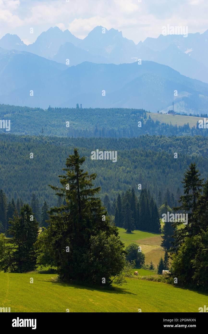 Parco Nazionale di Tatra. Picchi polacchi in estate. Foto Stock