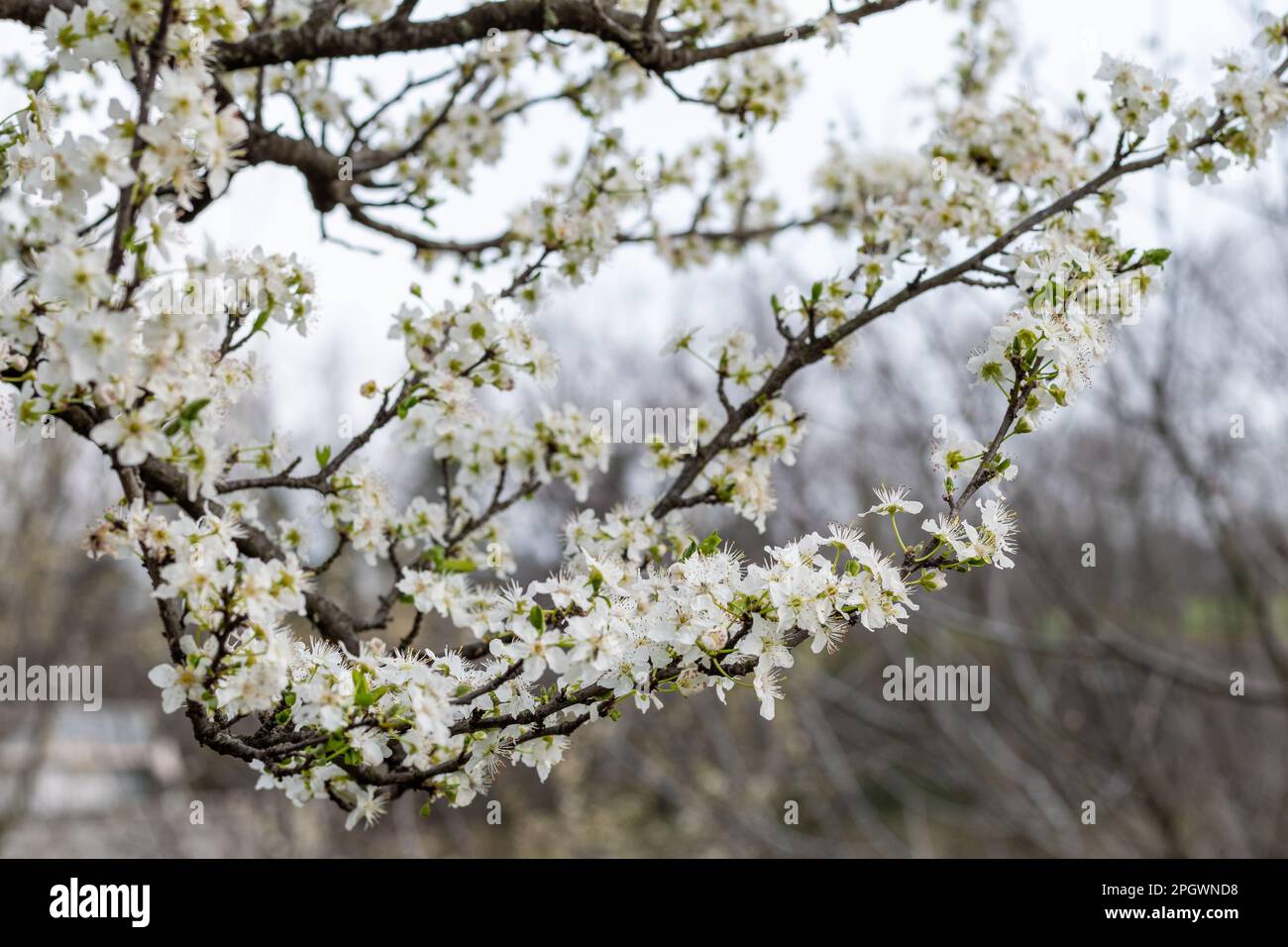 Sfondo primaverile con fiori di mela. Albero di mela fiorente. Foto Stock