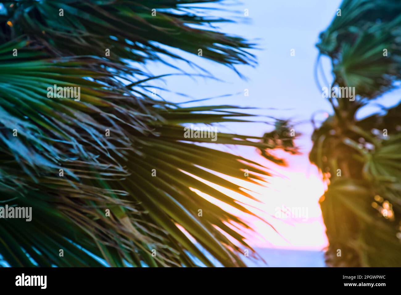 Palme d'inverno al tramonto, il fogliame ondeggiante nel vento Foto Stock