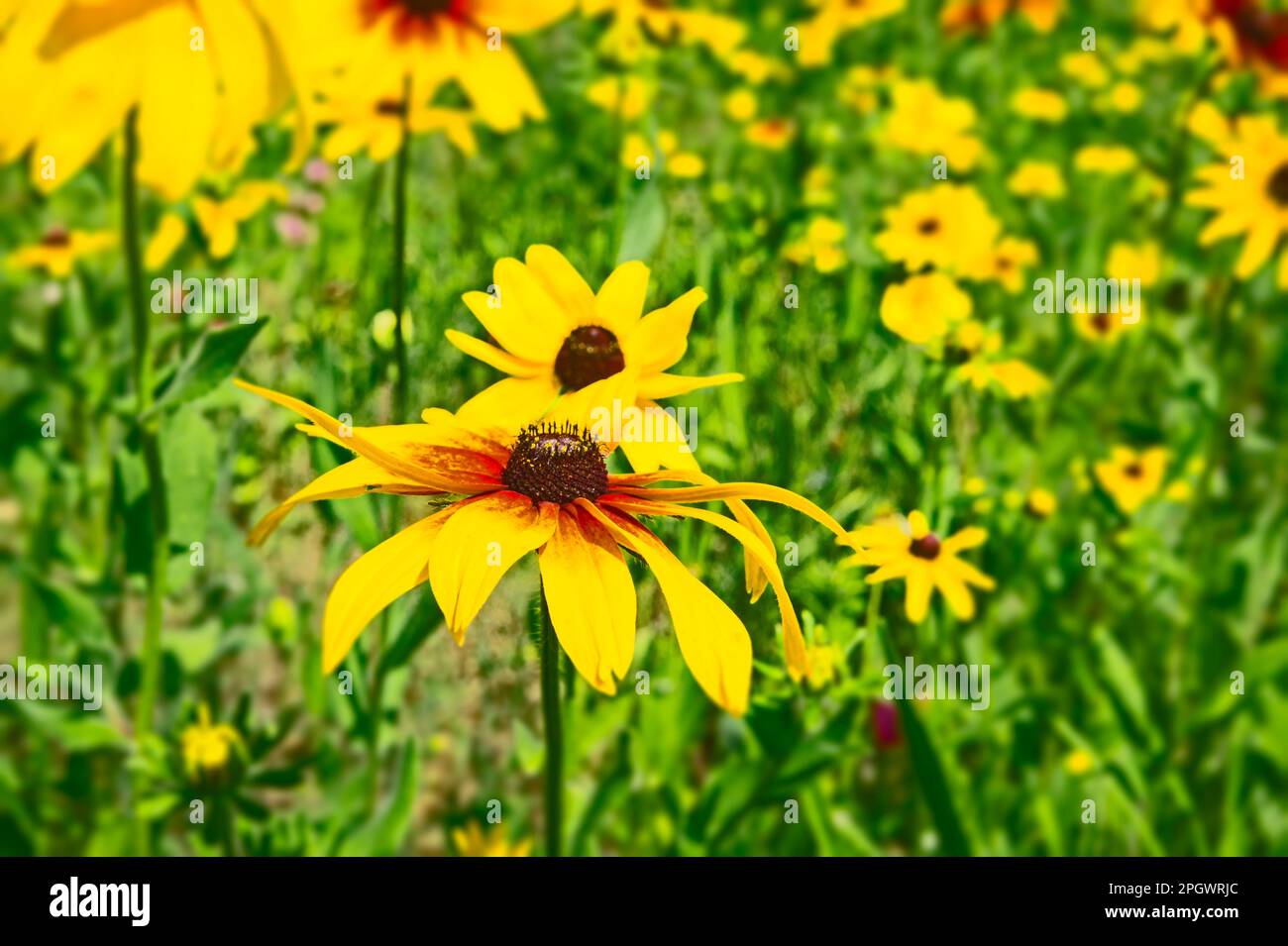 Susan dagli occhi neri in un campo di fiori accanto alla US 31 nella contea di Benzie, Michigan, USA Foto Stock