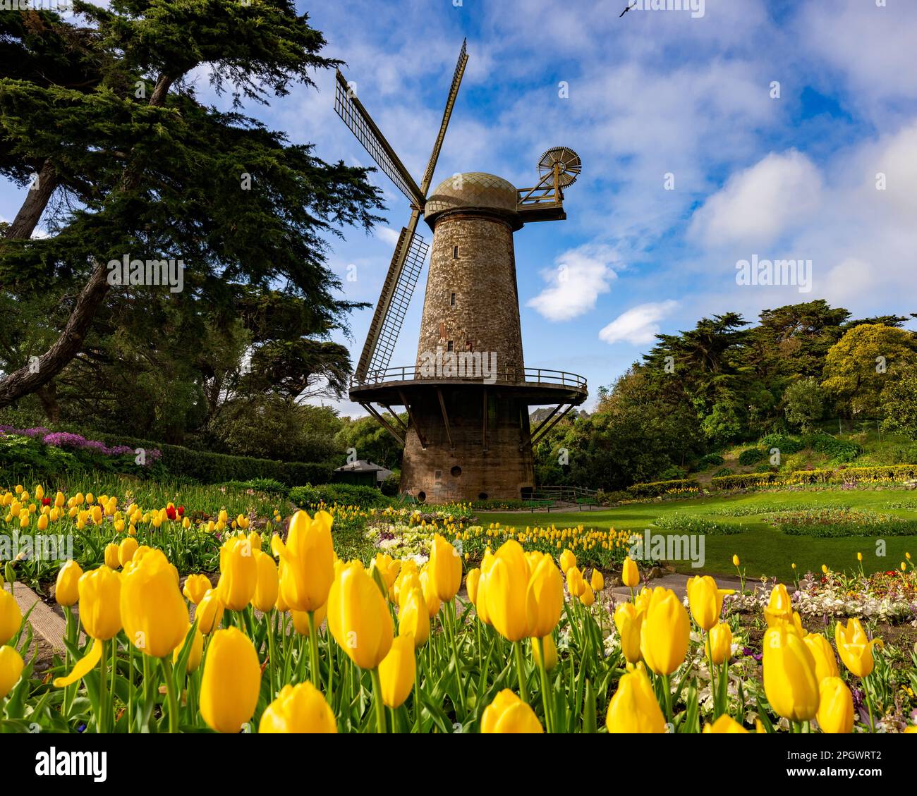 Dutch Windmill e tulipani fiorenti Golden Gate Park in primavera | tempo nuvoloso Foto Stock