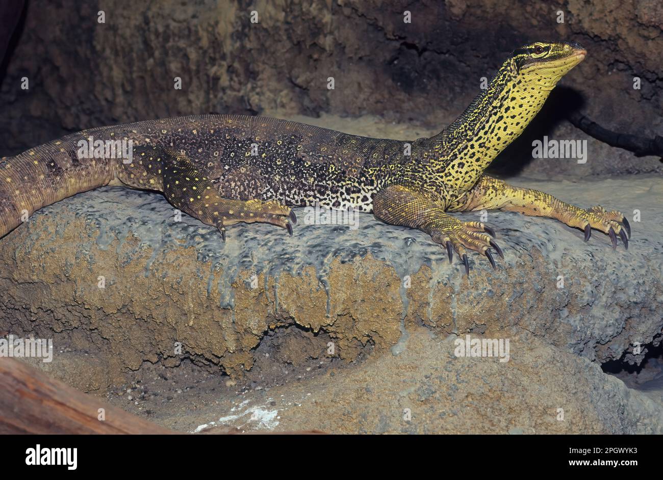 La sabbia di goanna (Varanus gouldii) è una specie di lucertola australiana di grandi dimensioni, conosciuta anche come Gould's monitor, sand monitor, o cavallo da corsa goanna. Foto Stock