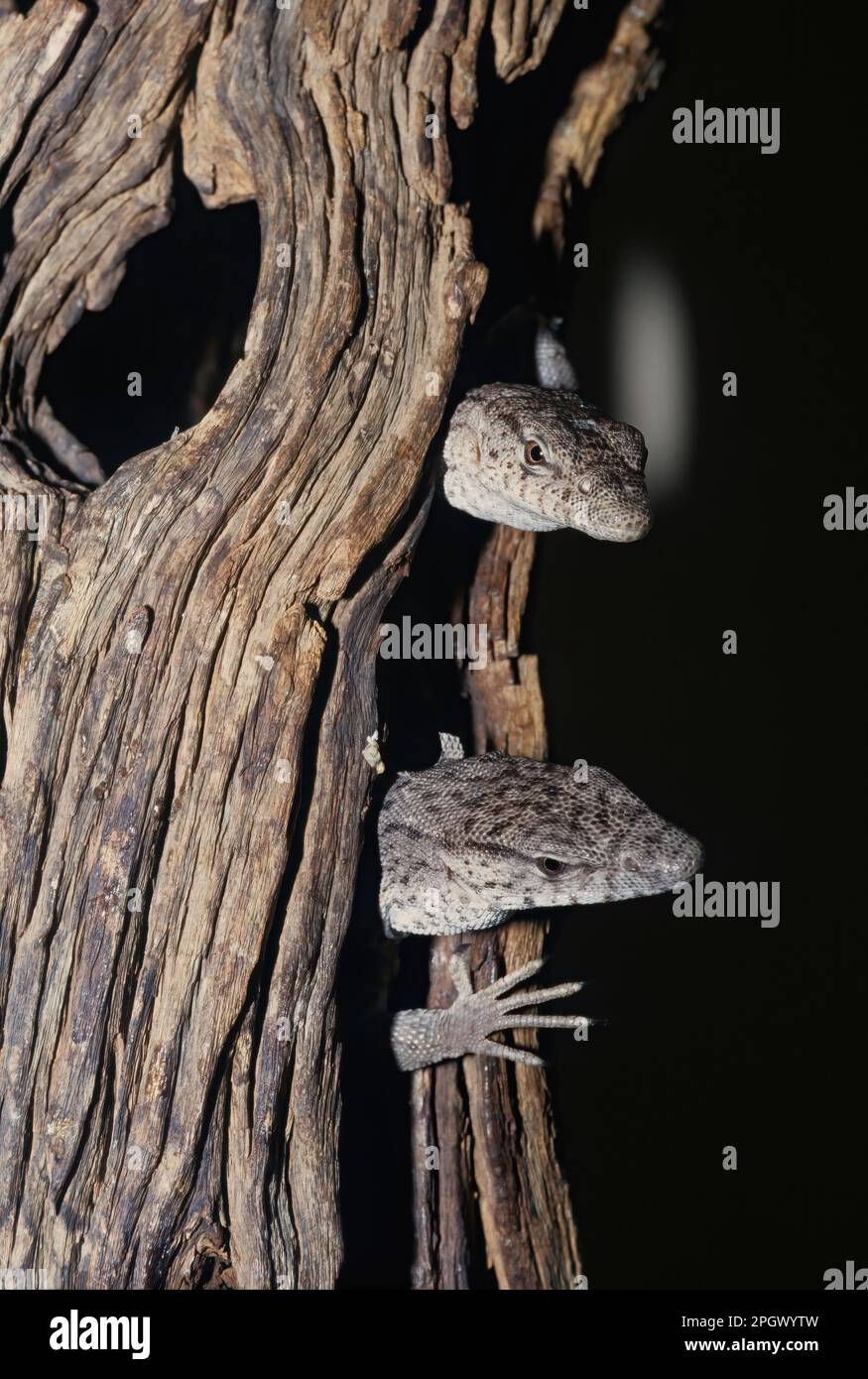 Varanus gilleni este o specie de rettile in genul Varanus, familia Varanidae Foto Stock