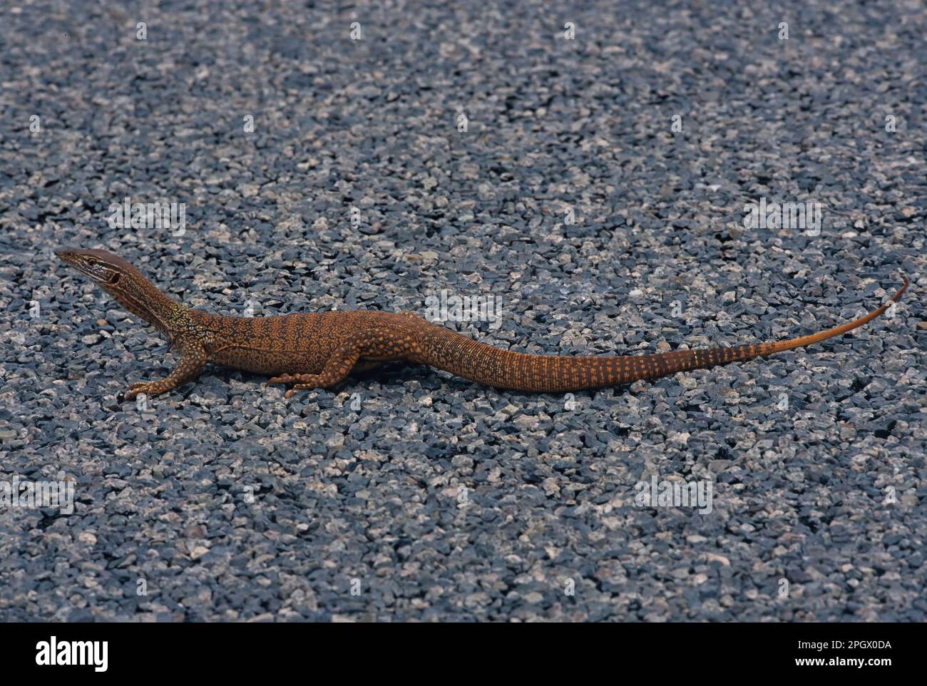 La sabbia di goanna (Varanus gouldii) è una specie di lucertola australiana di grandi dimensioni, conosciuta anche come Gould's monitor, sand monitor, o cavallo da corsa goanna. Foto Stock