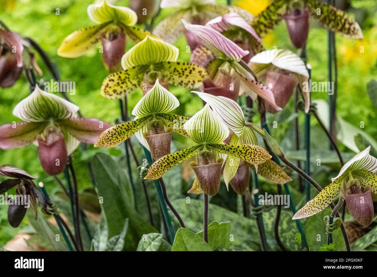 Orchidee paphiopedilum (anche note come Venus slipper) presso il Fuqua Orchid Center presso l'Atlanta Botanical Garden a Midtown Atlanta, Georgia. (USA) Foto Stock
