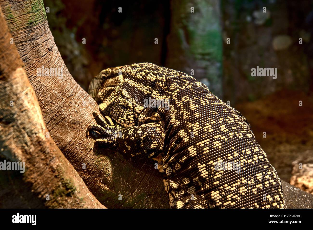 Tegu argentina bianca e nera (Salvator merianae) che sale su un albero Foto Stock