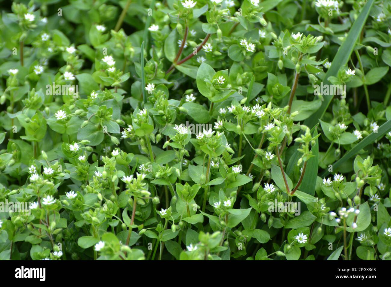 In primavera, Stellaria media cresce in natura Foto Stock