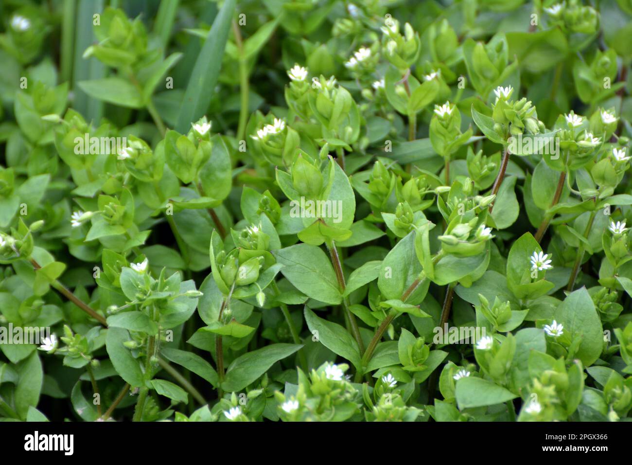 In primavera, Stellaria media cresce in natura Foto Stock