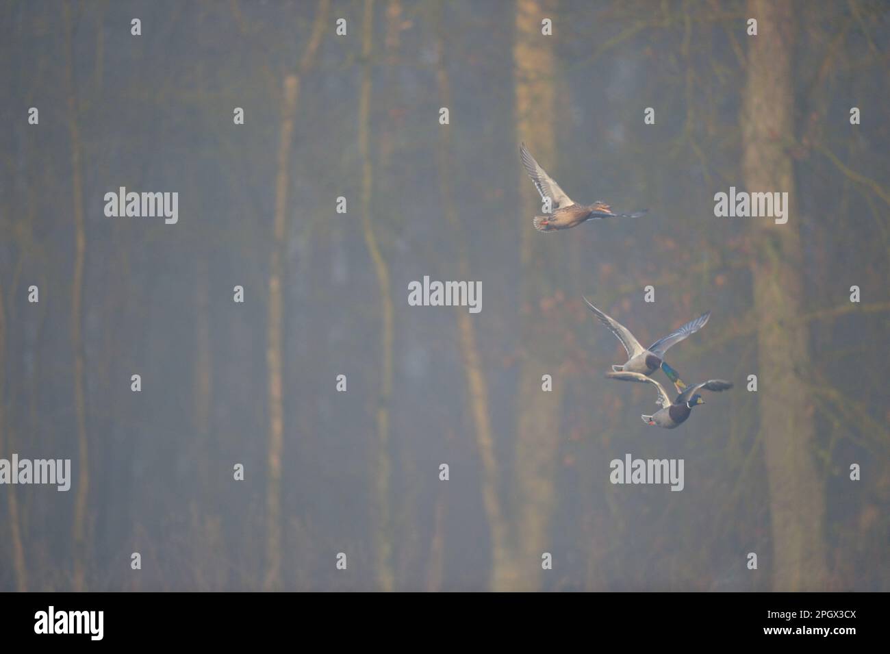 Scrambling per la signora... Mallards ( Anas platyrhynchos ) in una mattinata nebbiosa durante la stagione di accoppiamento, due maschi combattono mentre volano. Foto Stock